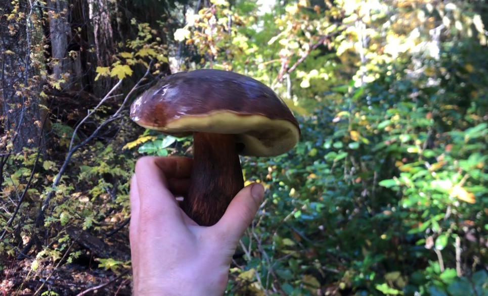 mushroom