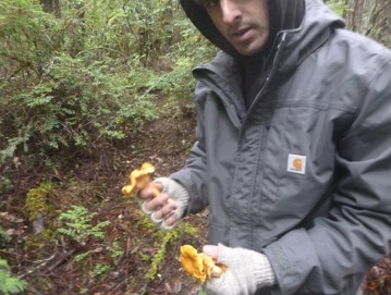 mushroom