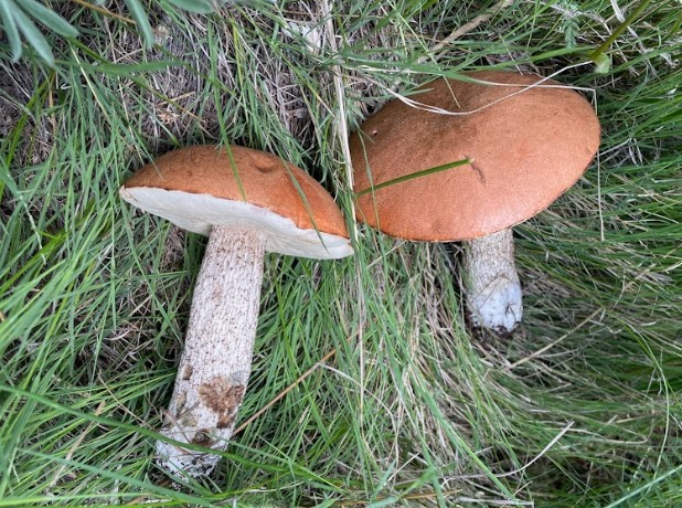 mushroom