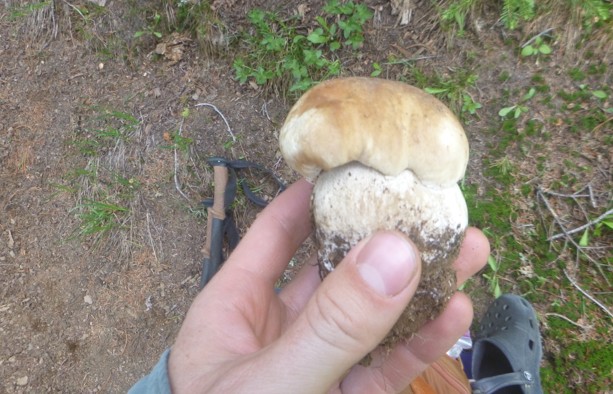 mushroom