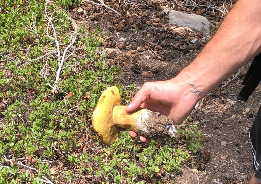 mushroom