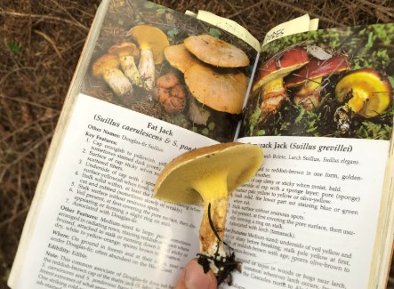 mushroom