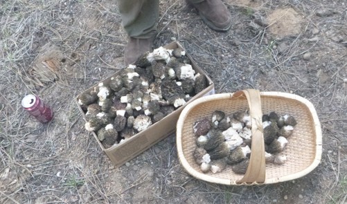 mushroom
